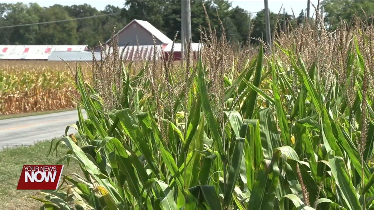 Engineer's office addressing cornfields causing visibility issues for drivers at intersections